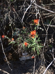 Castilleja hispida hispida