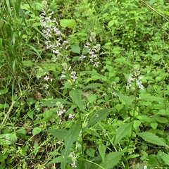 Iodanthus pinnatifidus