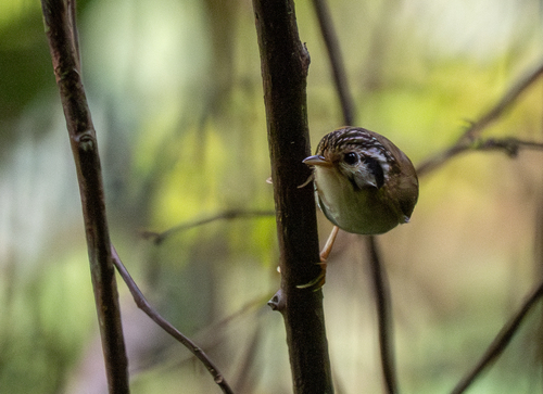 Black-crowned Fulvetta (Schoeniparus klossi), photo 2