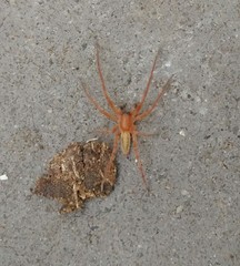 Araneae