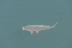 Cyprinus carpio carpio