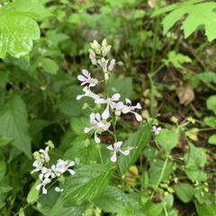 Iodanthus pinnatifidus