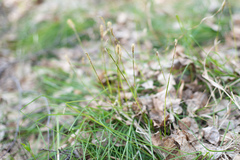 Carex pediformis macroura