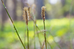 Carex pediformis macroura