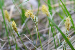 Carex pediformis macroura