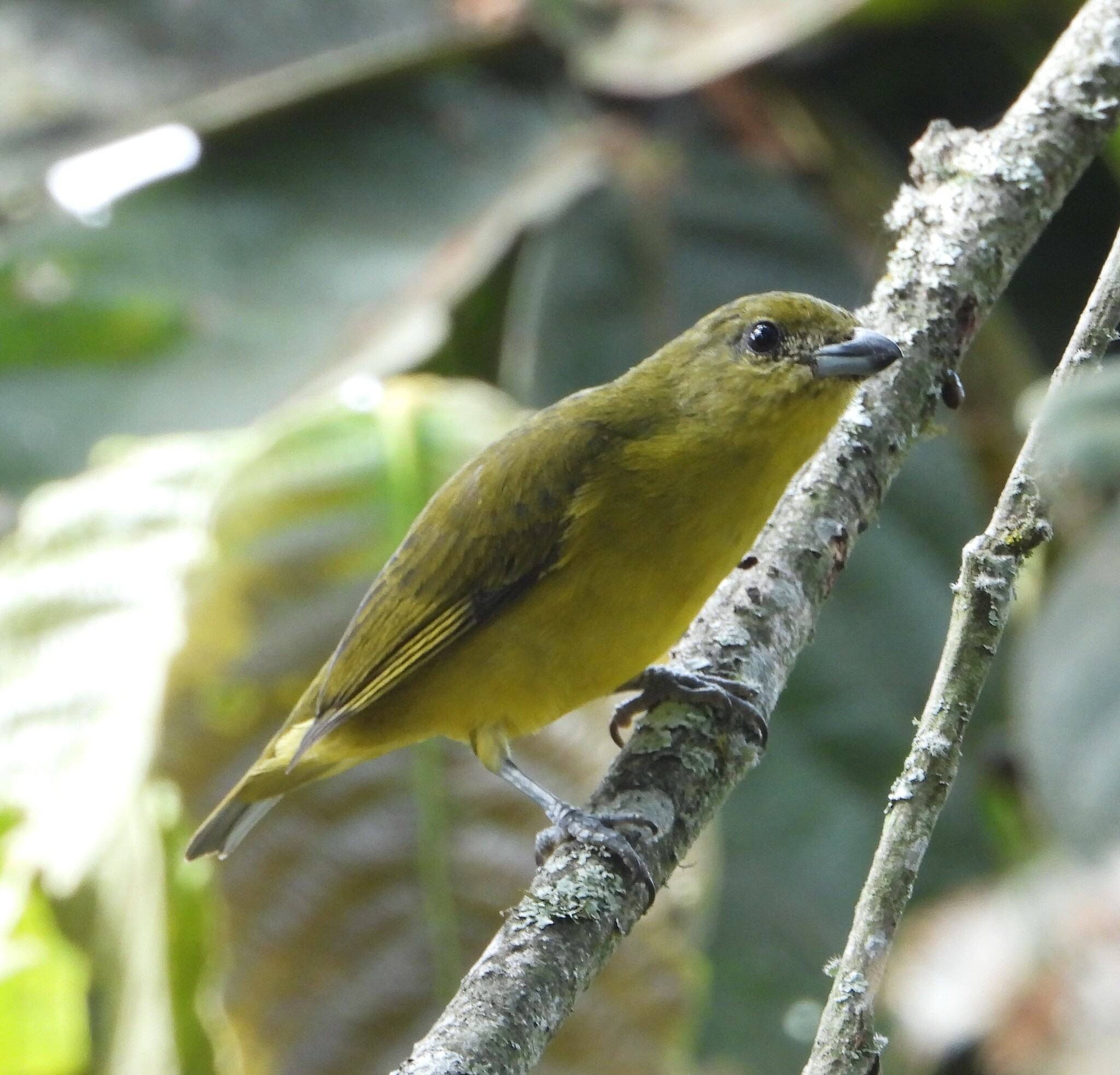 Euphonia image