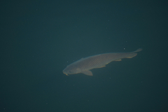 Cyprinus carpio carpio