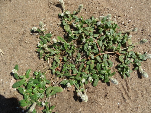 Gomphrena serrata image