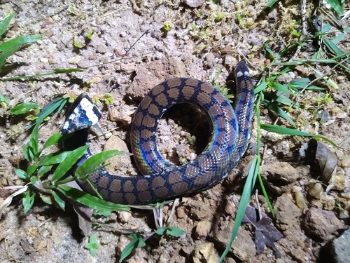 Ceylonese Cylinder Snake