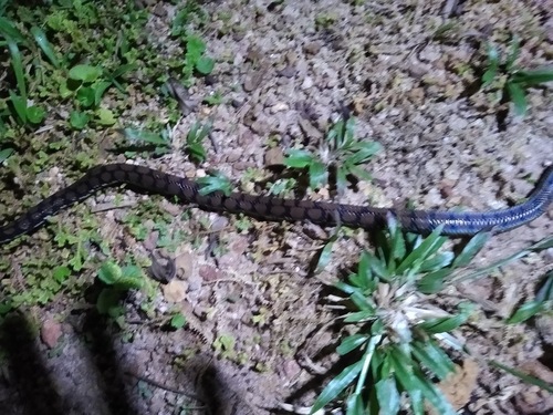 Ceylonese Cylinder Snake