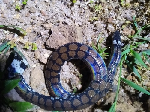 Ceylonese Cylinder Snake