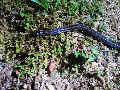 Ceylonese Cylinder Snake