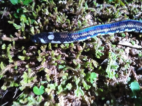 Ceylonese Cylinder Snake