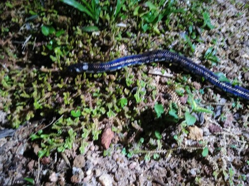 Ceylonese Cylinder Snake
