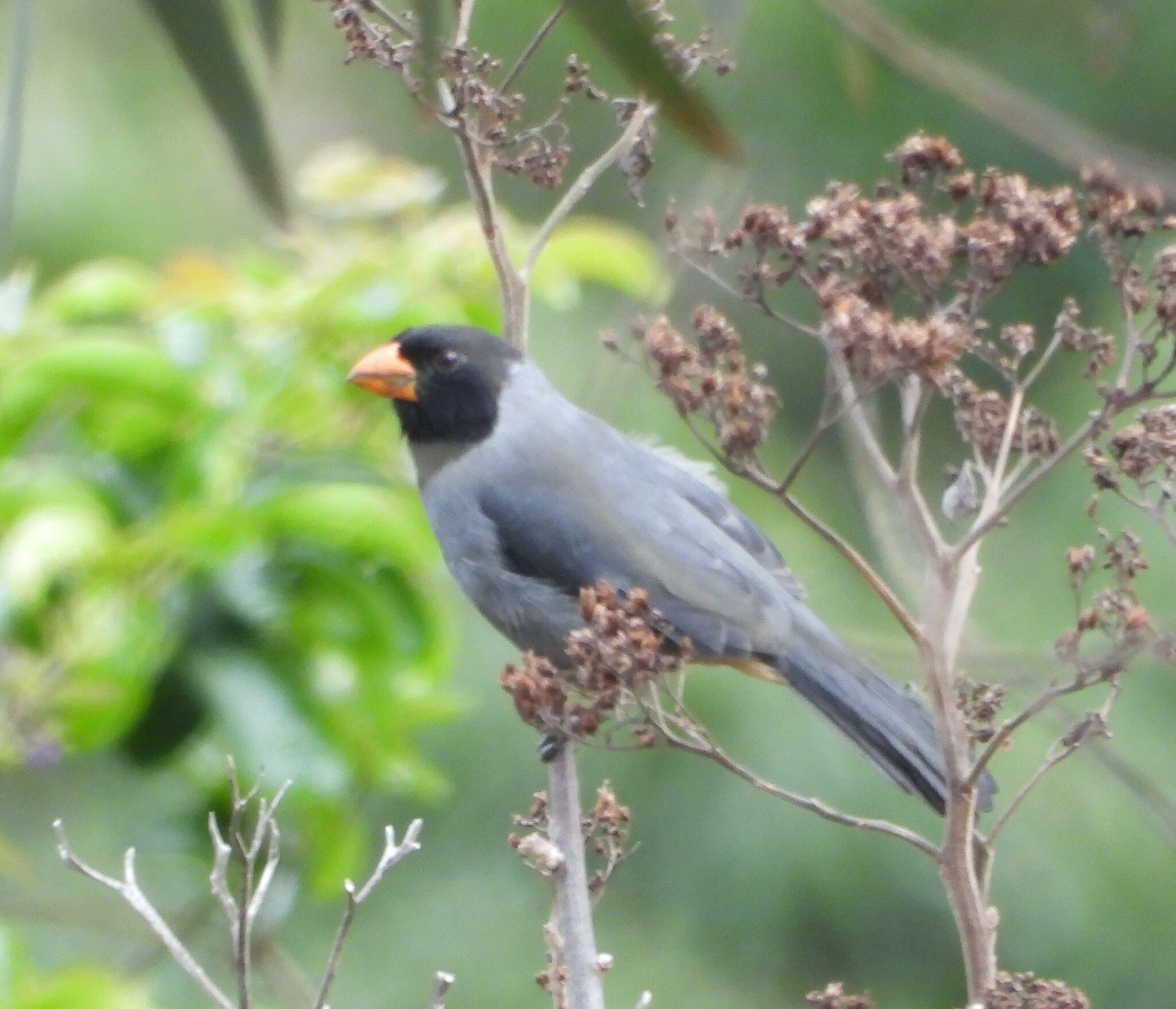 Saltator image