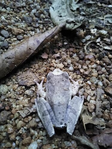 Reticulate tree frog, Pseudophilautus reticulatus