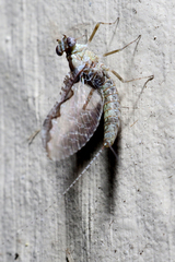 Callibaetis pretiosus