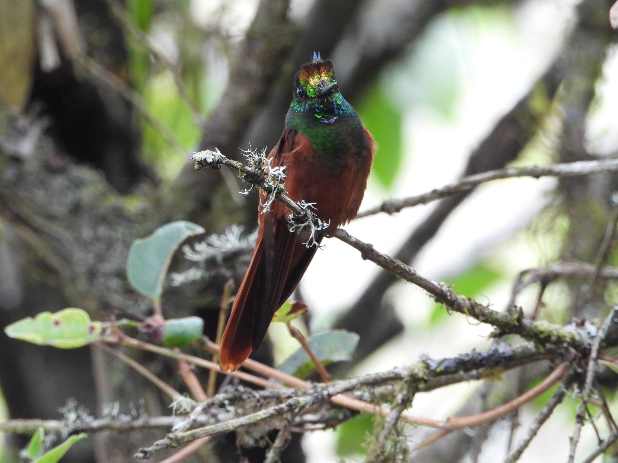 Coeligena iris image