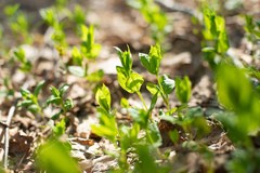 Stellaria bungeana