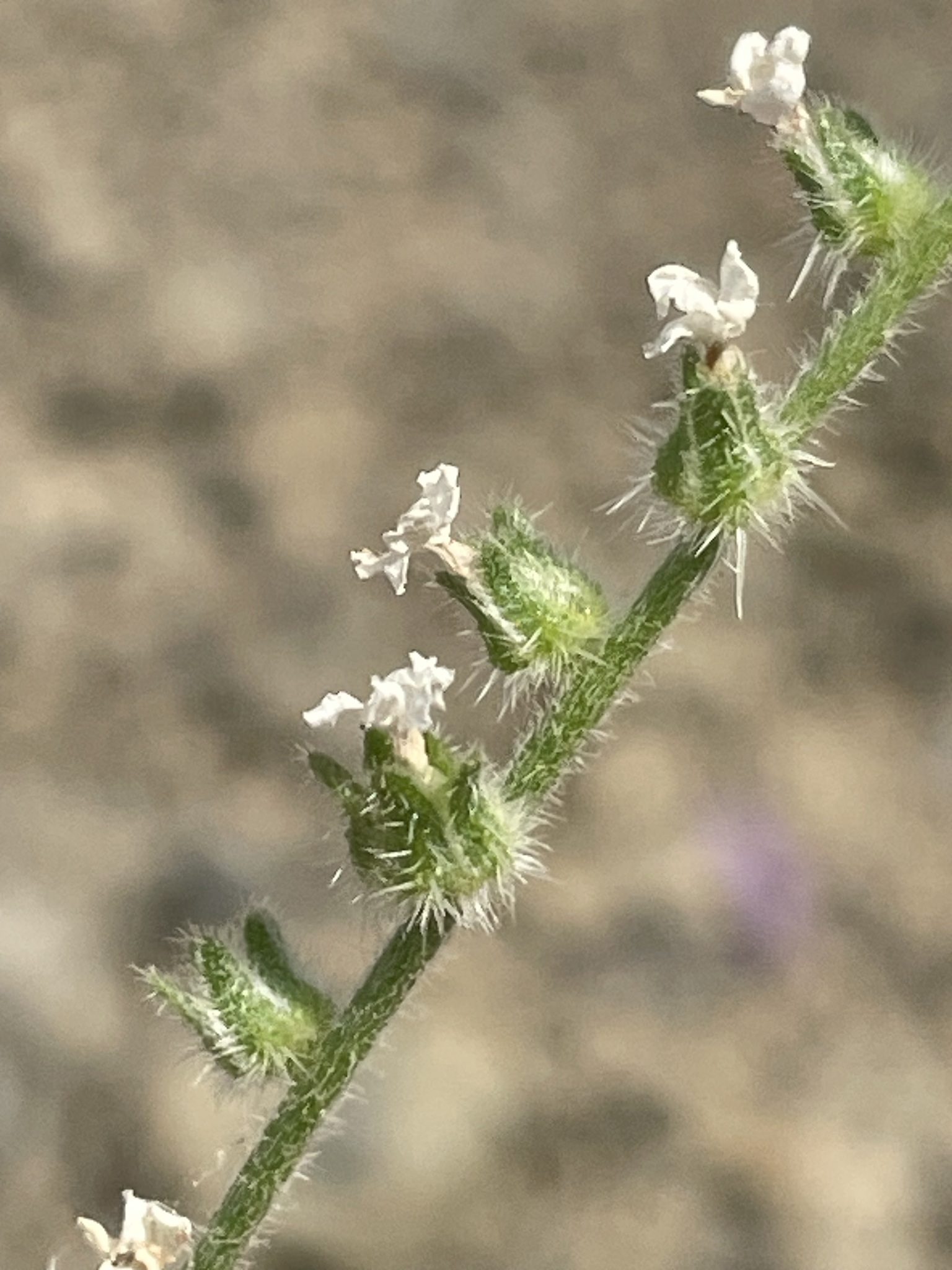 Cryptantha excavata