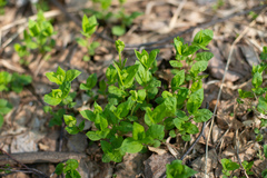 Stellaria bungeana