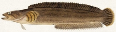 Six-Lined Prickleback photo 5