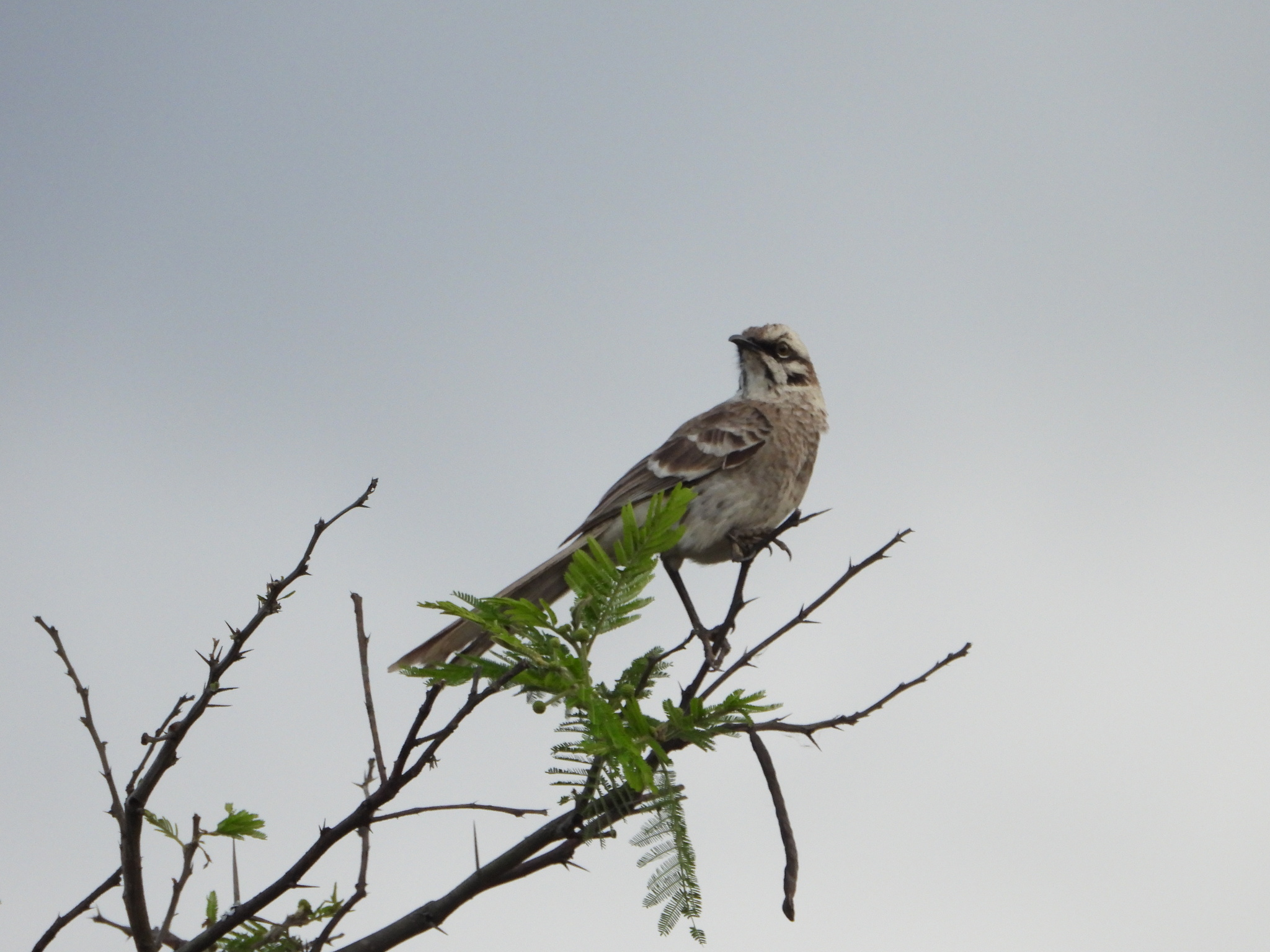 Mimus image