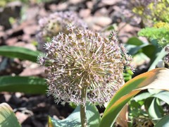 Allium karataviense