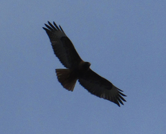 Buteo jamaicensis