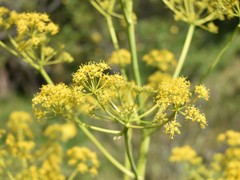 Ferula
