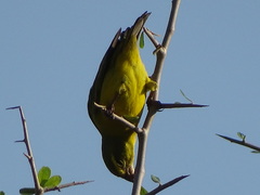 Crithagra sulphurata