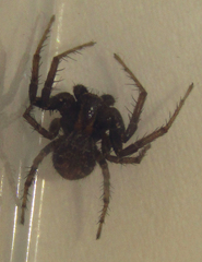 Araneae