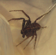 Araneae