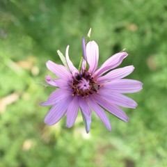 Tragopogon marginifolius