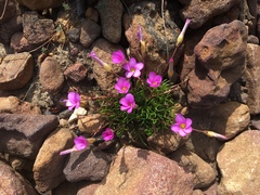 Oxalis polyphylla pentaphylla