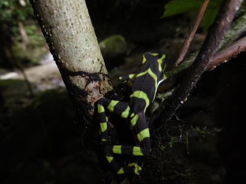 Atelopus glyphus
