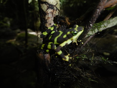Atelopus glyphus