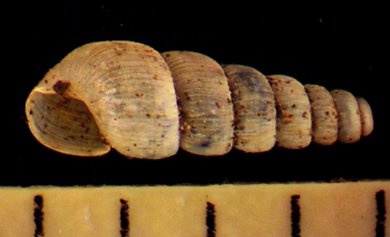 Pseudosubulina