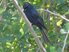 Dicrurus adsimilis fugax