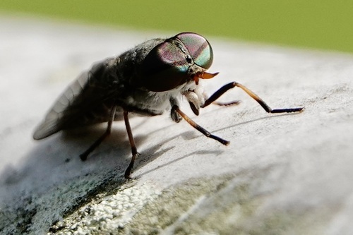 Tabanus sparus