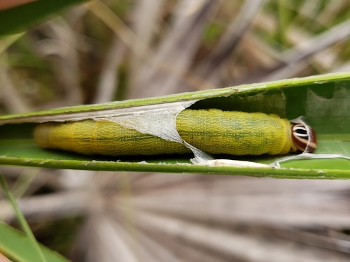 Palmetto Skipper
