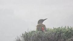 Geocolaptes olivaceus