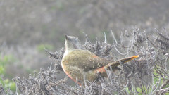 Geocolaptes olivaceus