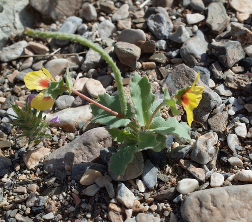 Image of Annual Horned Poppy (Glaucium elegans) by (c) Konstantin Grebennikov, some rights reserved (CC BY)