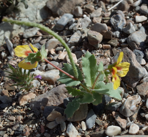 Image of Glaucium elegans by (c) Konstantin Grebennikov, some rights reserved (CC BY)
