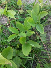 Fragaria vesca americana