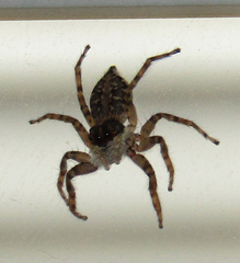Menemerus semilimbatus