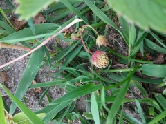 Fragaria vesca americana