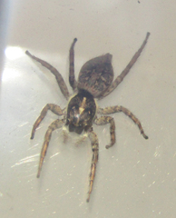 Menemerus semilimbatus