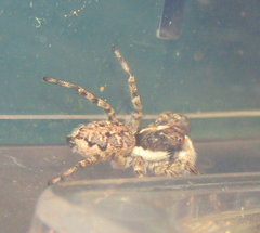 Menemerus semilimbatus